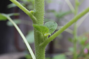 Close-up of a sunflower tree. natural background