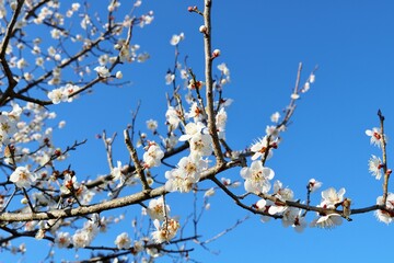 春の訪れ　梅の花　風景　
