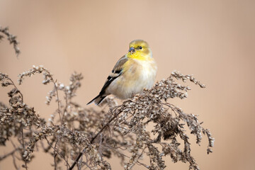 American Goldfinch Eating Seeds