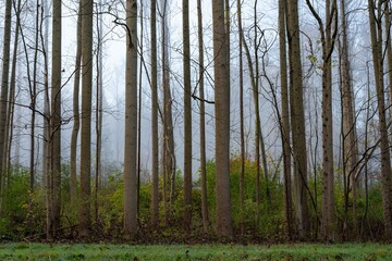 Obraz premium Background of Trees and Fog