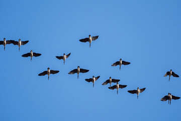 Flock of Flying Canada Geese