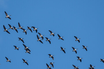 Flock of Flying Canada Geese