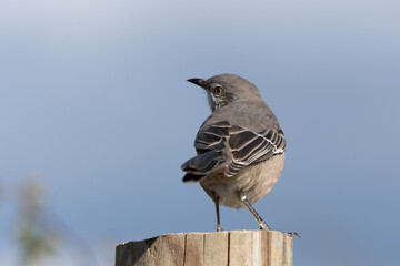 Gray Mockingbird Sitting on Post