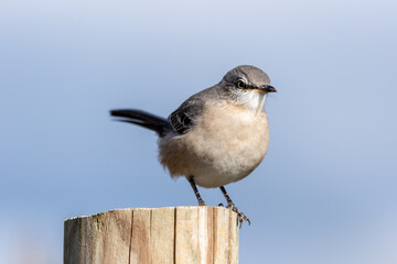 Gray Mockingbird Sitting on Post