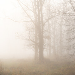 Obraz na płótnie Canvas Light Fog and Trees