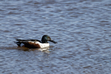 Northern Shoveler in a Lake