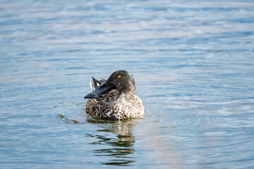 Northern Shoveler on a Lake