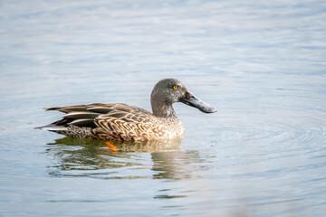 Northern Shoveler on a Lake
