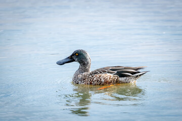 Northern Shoveler on a Lake