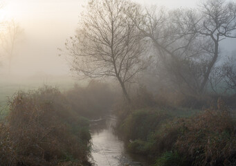 Obraz na płótnie Canvas Trees In the Morning Mist