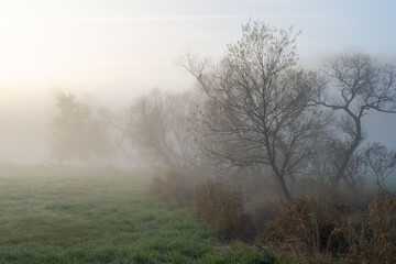 Fototapeta na wymiar Trees In the Morning Mist