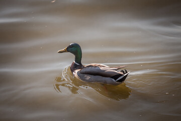 Obraz premium Male mallard duck swimming on the waters of Palic lake in Serbia. The Mallard, or anas platyrhynchos, is a wild dabbling duck present in Europe