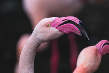 The greater flamingo portrait with dark blurred background. Beautiful pink bird (Phoenicopterus roseus) with long neck, big vivid pink beak and yellow eyes.