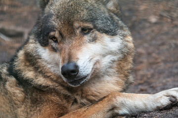 Close-up portrait of grey wolf in the forest. Beautiful predator western wolf (Canis lupus) lying on the ground with blurred background.