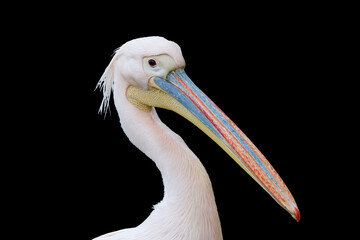 Great white pelican isolated on black. Close-up portrait of the rosy pelican (Pelecanus onocrotalus) with long bluish grey bill with a red tip.