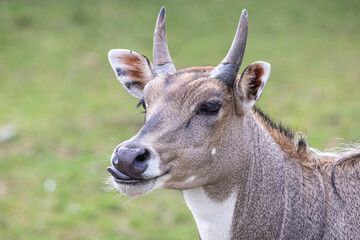 Close-up portrait of male nilgai with tongue sticking out. Largest Asian antelope Blue bull (Boselaphus tragocamelus) with blurred green grass in the background.