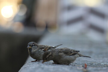 The sparrow jumps in search of food. Among others like him.