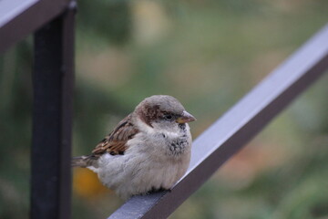 The sparrow jumps in search of food. Among others like him.