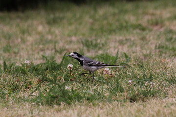 A white wagtail runs through the grass on a warm summer day. It hunts in its natural environment.