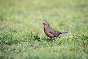 Female blackbird among green grass. Sooty-brown wild thrush bird (Turdus merula) feeding on summer meadow.