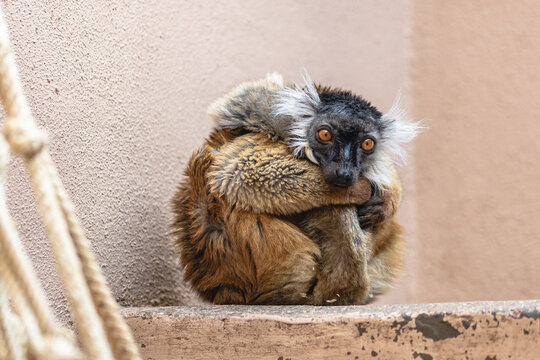 Sad female black lemur curled up in zoo aviary. Cute fluffy captive lemur (Eulemur macaco) wearing a melancholic expression.