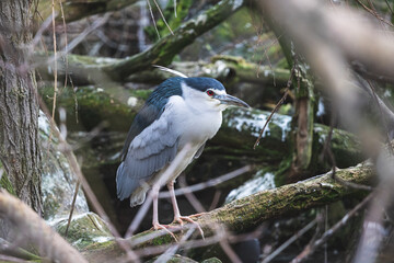 Black-capped night heron on the mossy log. Black-crowned night heron (Nycticorax nycticorax) with with red eyes among branches.