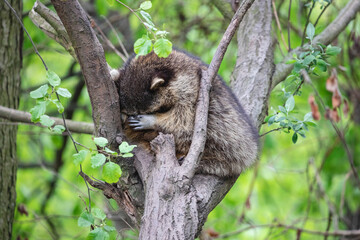 Shy fluffy raccoon hiding its face. Cute fat racoon (Procyon lotor) sitting on the tree puts its paws on its eyes.
