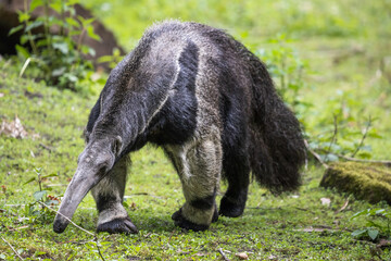 Giant anteater walking on the green grass. Furry ant bear (Myrmecophaga tridactyla) is large insectivorous mammal with long snout and big bushy tail.