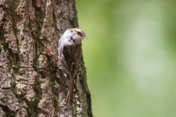 Common treecreeper perching on the tree trunk. Little passerine bird with brown patterned plumage, long claws and curved bill.