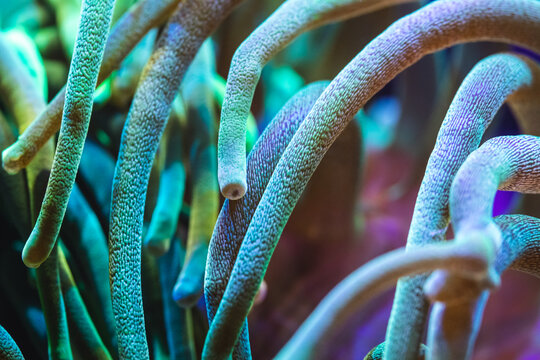 Colorful neon tentacles of sebae anemone. Close-up picture of the leathery sea anemone (Heteractis crispa), also known as purple tip anemone.