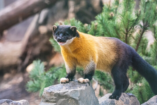 Portrait of yellow-throated marten with open mouth. Kharza (Martes flavigula) with beautiful shiny golden-yellow fur standing on the stone.