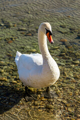 Cygne