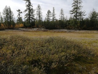 Beautiful colors of the summer nature of Yakutia