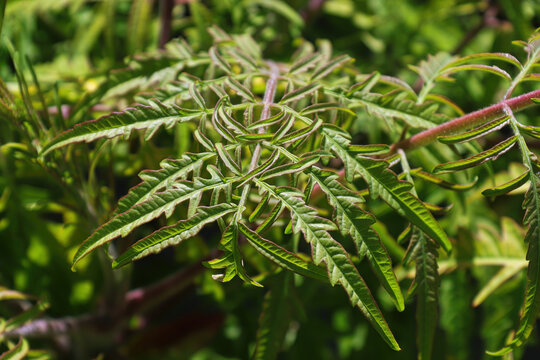 Macro of leaves on a staghorn sumac