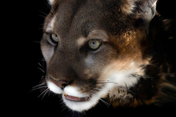 Detail of the head of a cougar. The cougar (Puma concolor) is native American animal known has many names including catamount, mountain lion, painter, panther and puma.