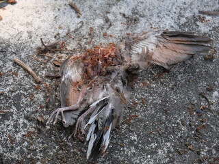 Weaver ants (Green ants) eat a dead bird