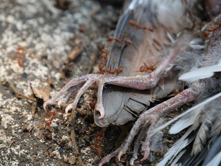 Weaver ants (Green ants) eat a dead bird