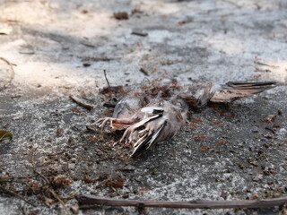 Weaver ants (Green ants) eat a dead bird