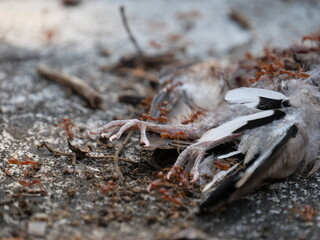 Weaver ants (Green ants) eat a dead bird