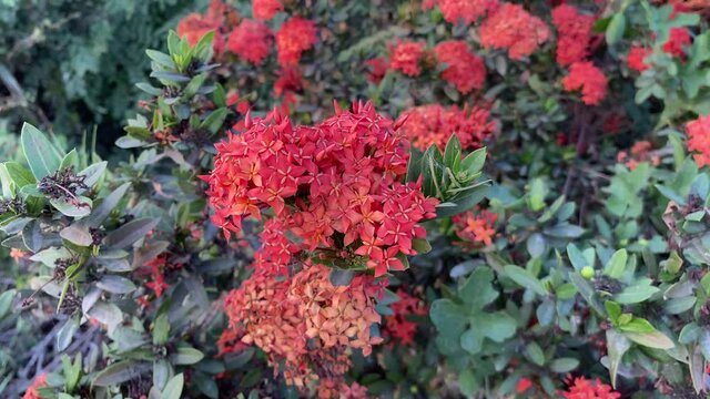 ixora flower in nature garden