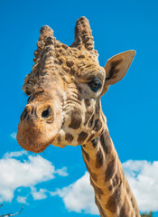 Naklejka premium jirafa con cielo azul girafe avec un ciel bleu giraffe with blue background 