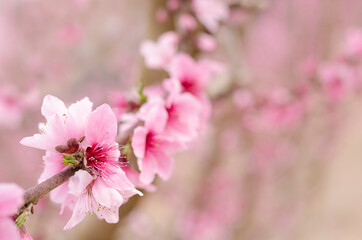 Blossoming peach branch