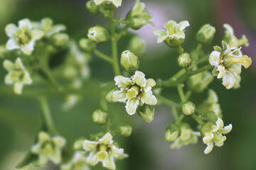 Macro of blossoms on a bittersweet vine