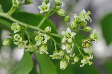 Female blossoms and buds on a bittersweet vine