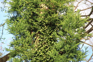 幹の一部がツタで覆われたスギ