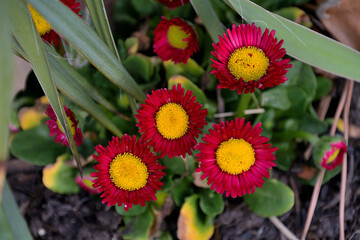 真上から撮影したデイジー