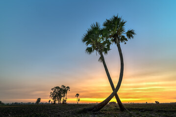 sunset in the serengeti country