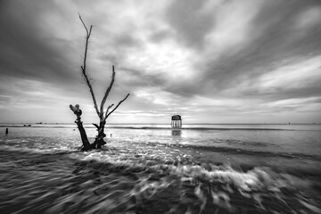tree on the beach