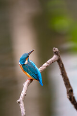 kingfisher on branch