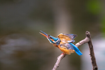 hummingbird in flight